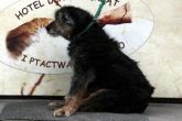 22.05.2013 BRZEZINY MIASTO PIES 43291
